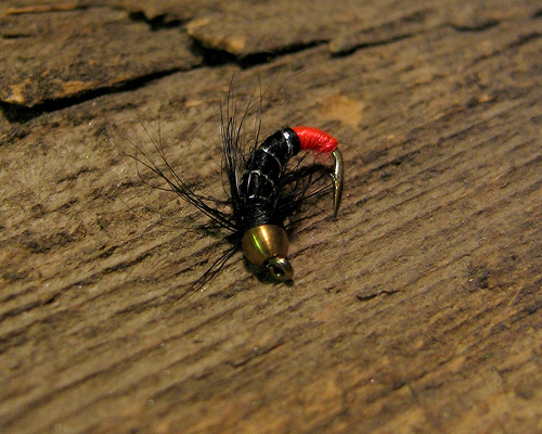 zebra midge
