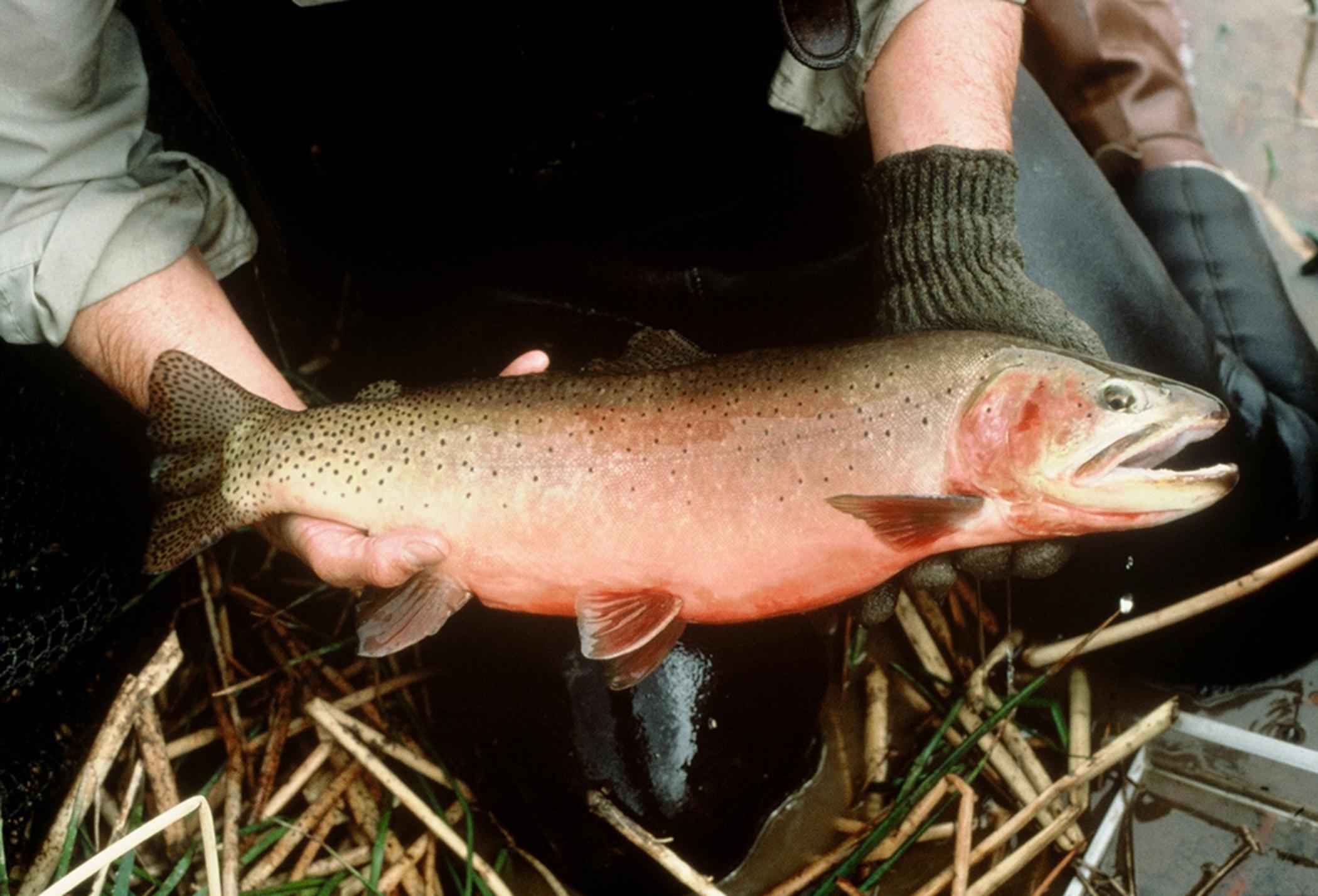 Greenback Cutthroat Trout