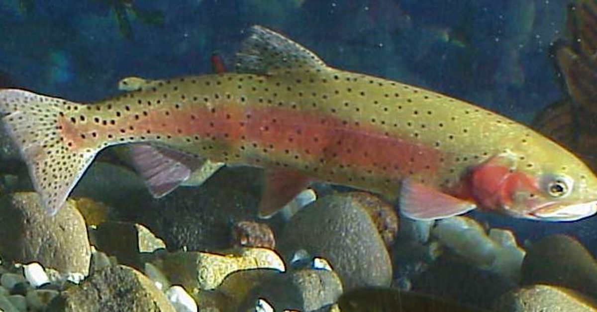 Lahontan Cutthroat Trout