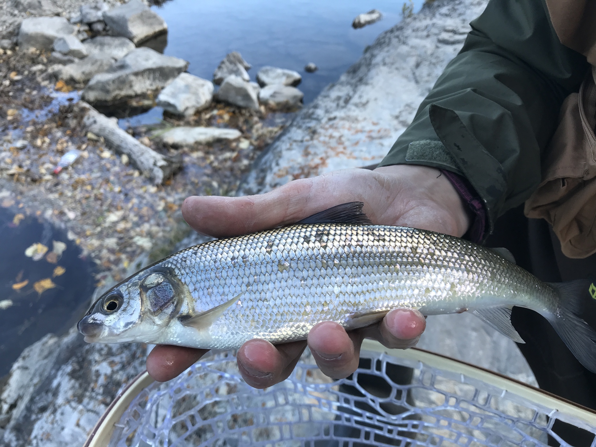 Mountain Whitefish