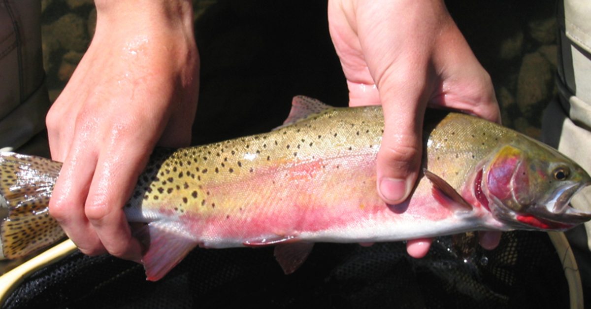 Rio Grande Cutthroat Trout