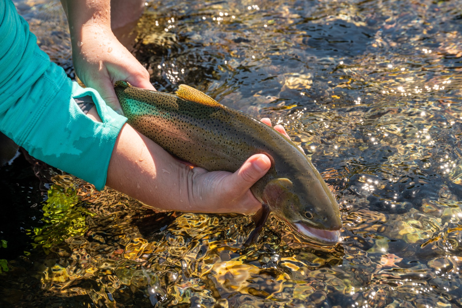 Snake River Fine-Spotted Cutthroat Trout