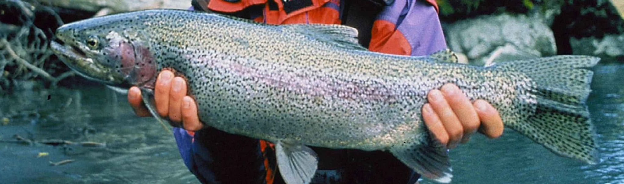 Steelhead